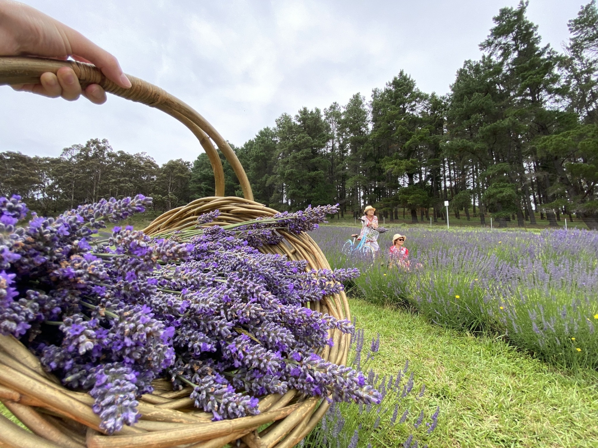 LAVENDER FARM AND CHERRY PICKING EXPERIENCE