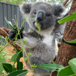 PORT STEPHENS EXPERIENCE TOUR – DOLPHINS, 4WD SAND DUNES & MORE!